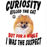 curiosity