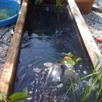 my koi tank in the garden