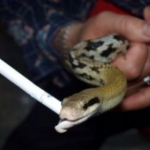 po the smoking snake