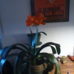 clivia