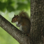 Evil Squirrel