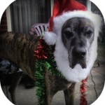 santahowie