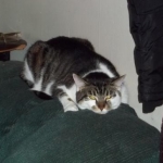 Snikers AKA Little kitty AKA Kitten