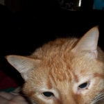 Booger