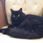 marlee wicker chair