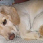 Buddy