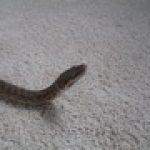 Miyu the childrens python