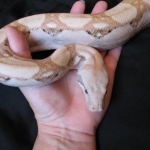 Gia the hog island boa