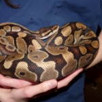 Mozza the ball python