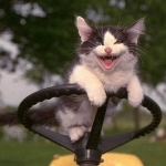 drive kitty