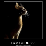 funny pictures cat might be a goddess