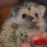 dexter