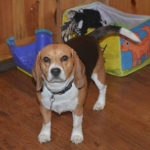 porthos