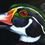 See Ya Later Alligator
Wood Duck Head Close Up