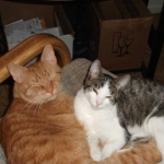 2 16 10 Basil and Penny