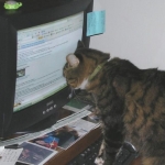 Cat typing on computer