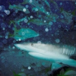 shark1.jpg