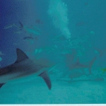 shark2