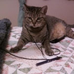crazy kitty lanyards!