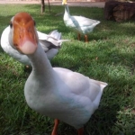 Gaby Goose :-)