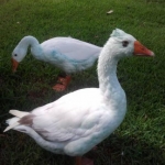 Tickles (front) and Hope (back) . ..All blue after getting in small fish pond :-)