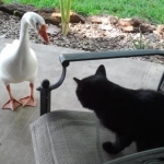 My Gabby goose and cat Bella :-)