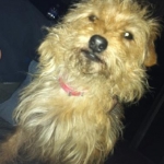 Oliver