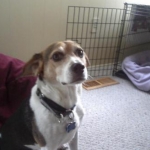 My dog Jackson