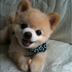 Lovely dog