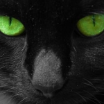 cat picture green eyes Big E Mr G