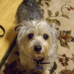 Ms. Dixie Lee