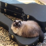 Oliver likes my guitar cases