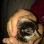 chick