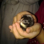 chick1