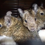 Moose, Bartholomew & Otis 11 7 11