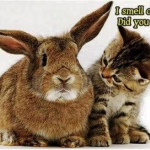 DID YOU FART?
I SMELL CARROTS!