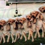PUPPY HANG OUT
