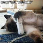 Called a cat chatline!