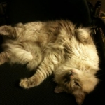sleeping in wc