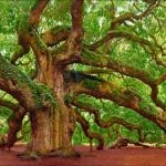 Tree of Hope