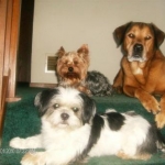 Romeo,Butch,Luigi