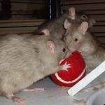 Look! It's a BALL! Let's BITE it!