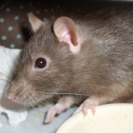 Got treats?