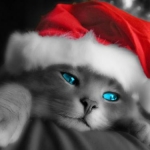 christmas cat 1