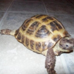 Scuttle the russian tortoise
