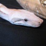 Gia the hog island boa showing off her big shnoz