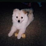 Shatz as a puppy