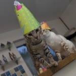 cat party