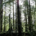 mistytreesscaled