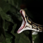 ball.python.net